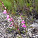 Image of Disa racemosa L. fil.