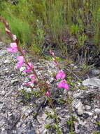 Image of Disa racemosa L. fil.