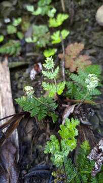 Imagem de Aleuritopteris formosana (Hayata) Tag.