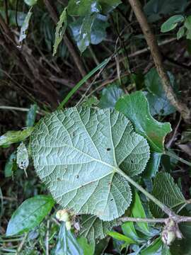 Image de Rubus buergeri Miq.