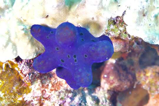 Image of Maldives sponge snail