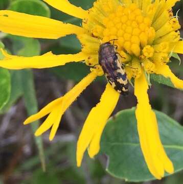 Image of Acmaeodera pulchella (Herbst 1801)