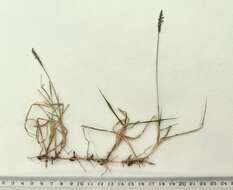 Image of Japanese Zoysiagrass