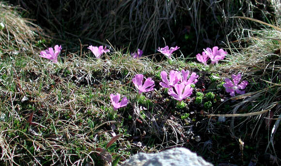 Image of Primula minima L.