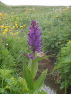 Dactylorhiza urvilleana (Steud.) H. Baumann & Künkele resmi