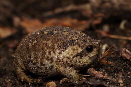 Image of Cape Rain Frog