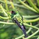 Image of Cozumel Emerald