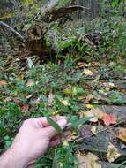 Image of crookedstem aster