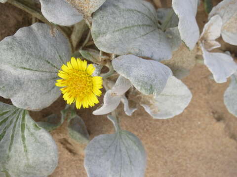 Image of Arctotheca populifolia (Berg.) T. Norl.