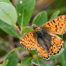 Image of Alaskan Fritillary