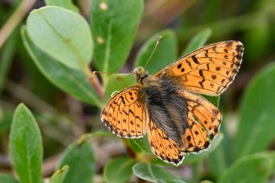 Image of Alaskan Fritillary