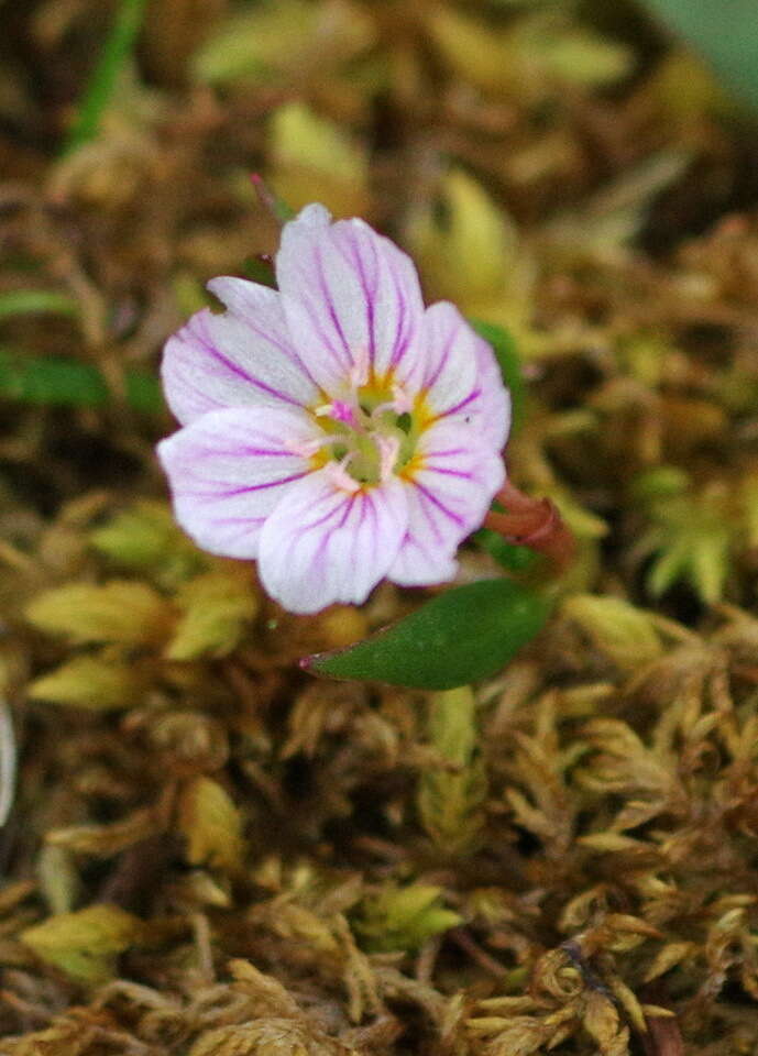 Claytonia tuberosa Pall. ex Willd. resmi