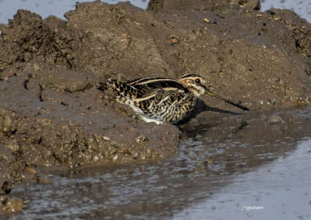 Image of Pin-tailed Snipe