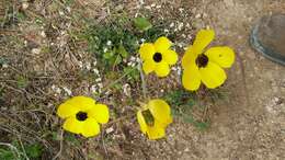 Image of Ranunculus asiaticus