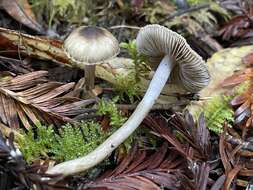 Image of Inocybe fuscodisca (Peck) Massee 1904