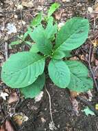 Image of Phytolacca acinosa Roxb.