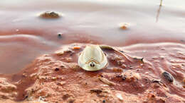 Sivun Triops australiensis (Spencer & Hall 1896) kuva