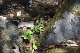 Imagem de Lathyrus nevadensis var. pilosellus