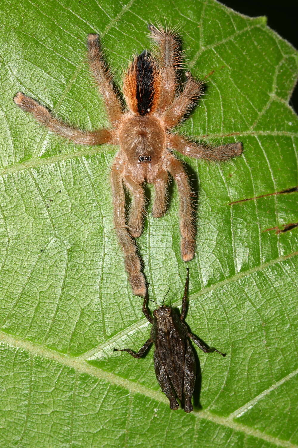 Image of Avicularia hirschii Bullmer, Thierer-Lutz & Schmidt 2006