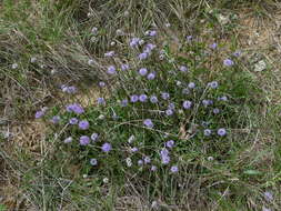 Image of Globularia vulgaris L.