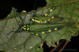 Image of Chromacris psittacus pacificus Roberts, H. R. & Carbonell 1982