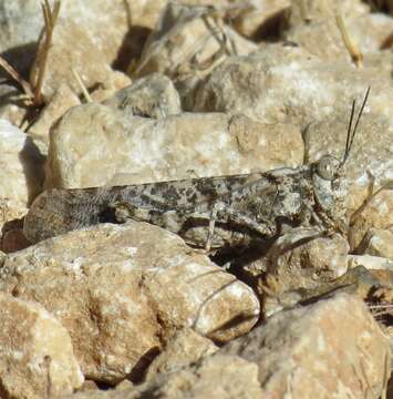 Image of Shasta Grasshopper