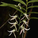 Image of Dendrobium fractiflexum Finet