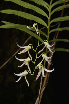 Dendrobium fractiflexum Finet的圖片