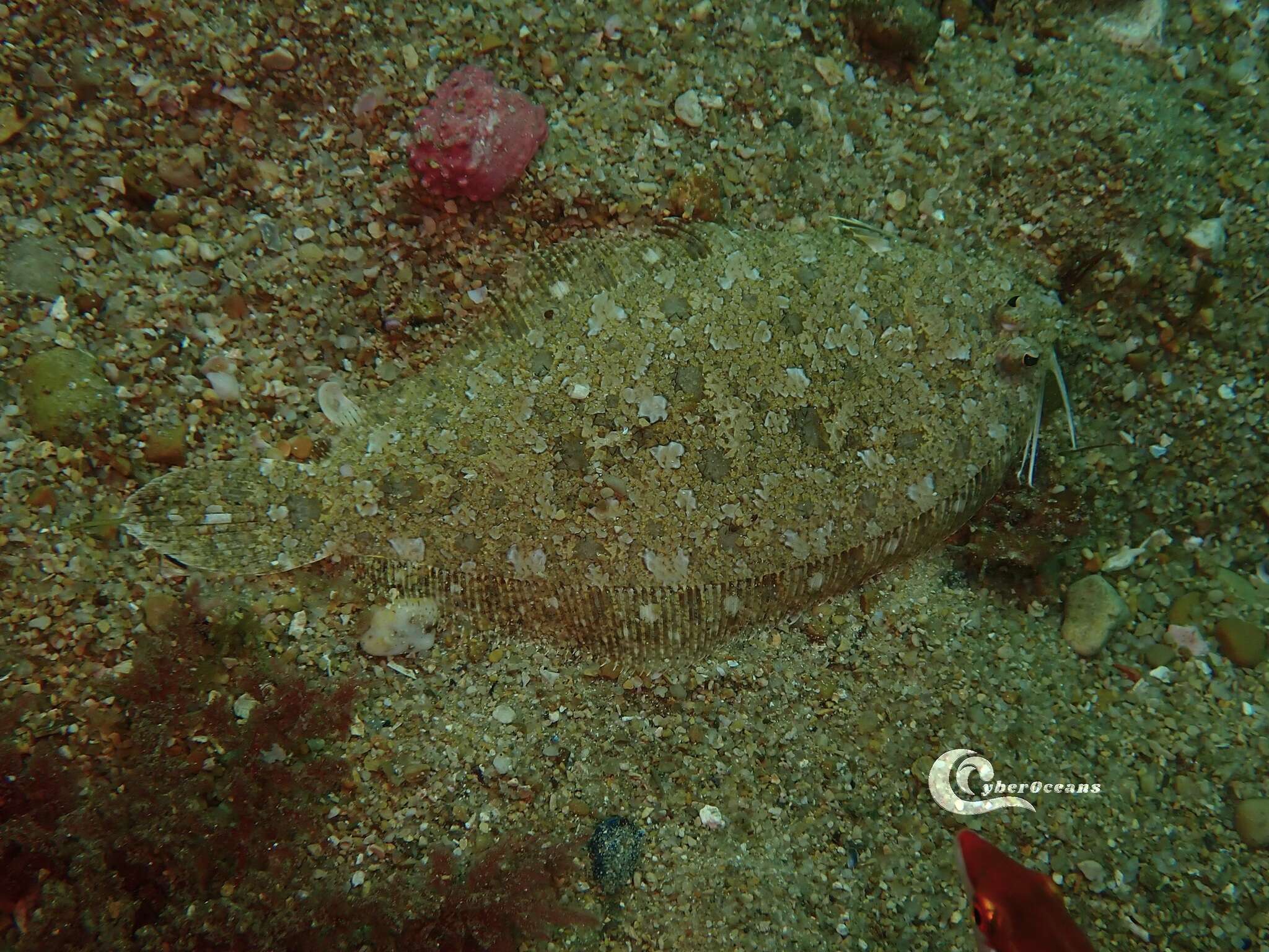 Image of Scaldfish
