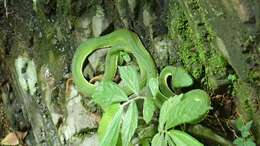 صورة Trimeresurus stejnegeri K. P. Schmidt 1925