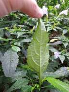 Image of Strobilanthes flexicaulis Hayata