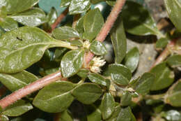 Слика од Alternanthera caracasana Kunth