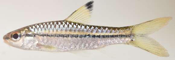 Image of Blackstripe barb