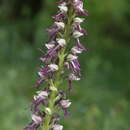 Image of Orchis bergonii Nanteuil