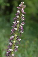 Image of Orchis bergonii Nanteuil