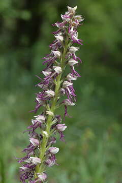 Orchis bergonii Nanteuil的圖片