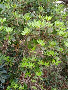 Image de Pittosporum hematomallum Guillaumin