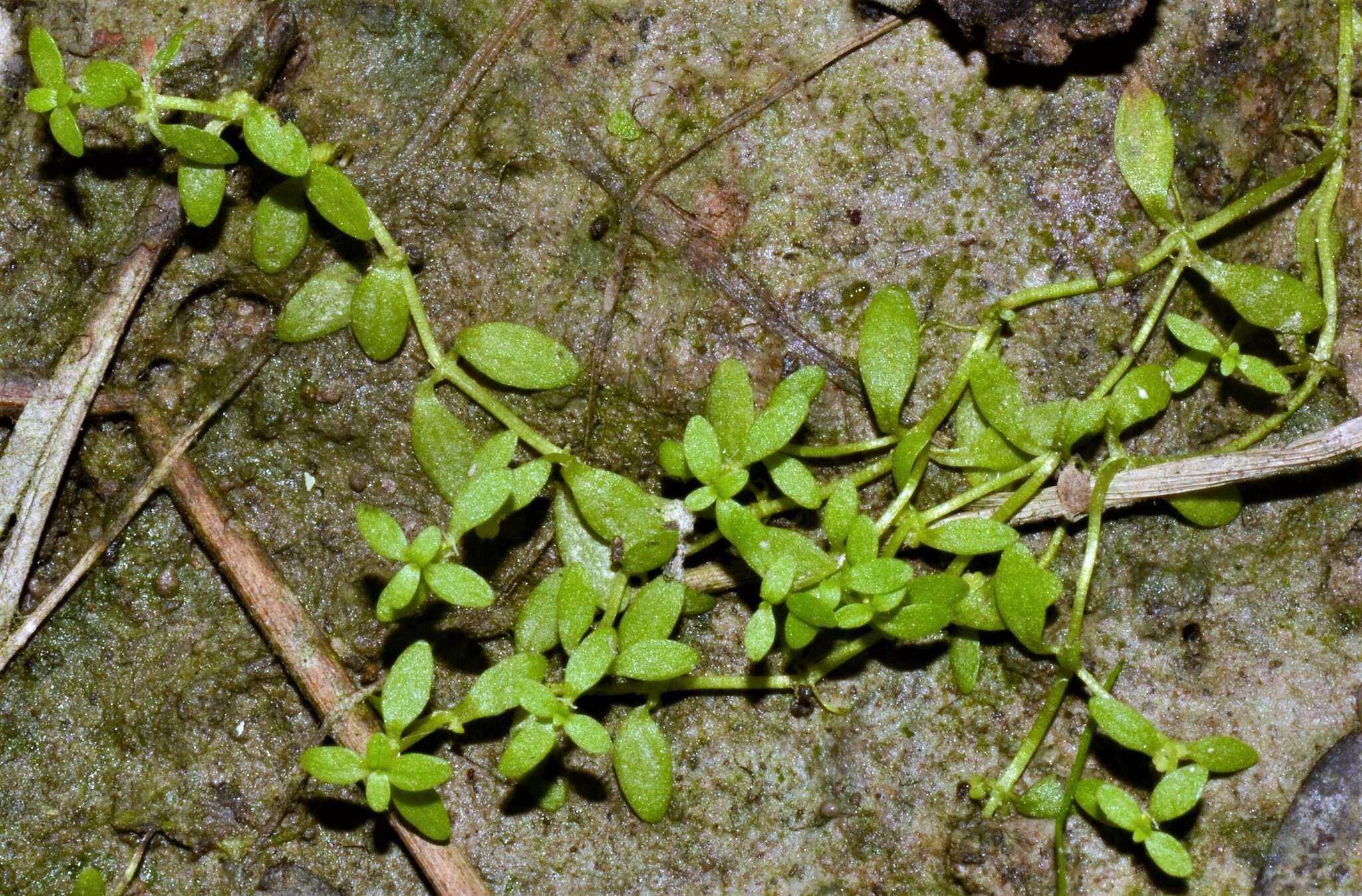 Image of terrestrial water-starwort