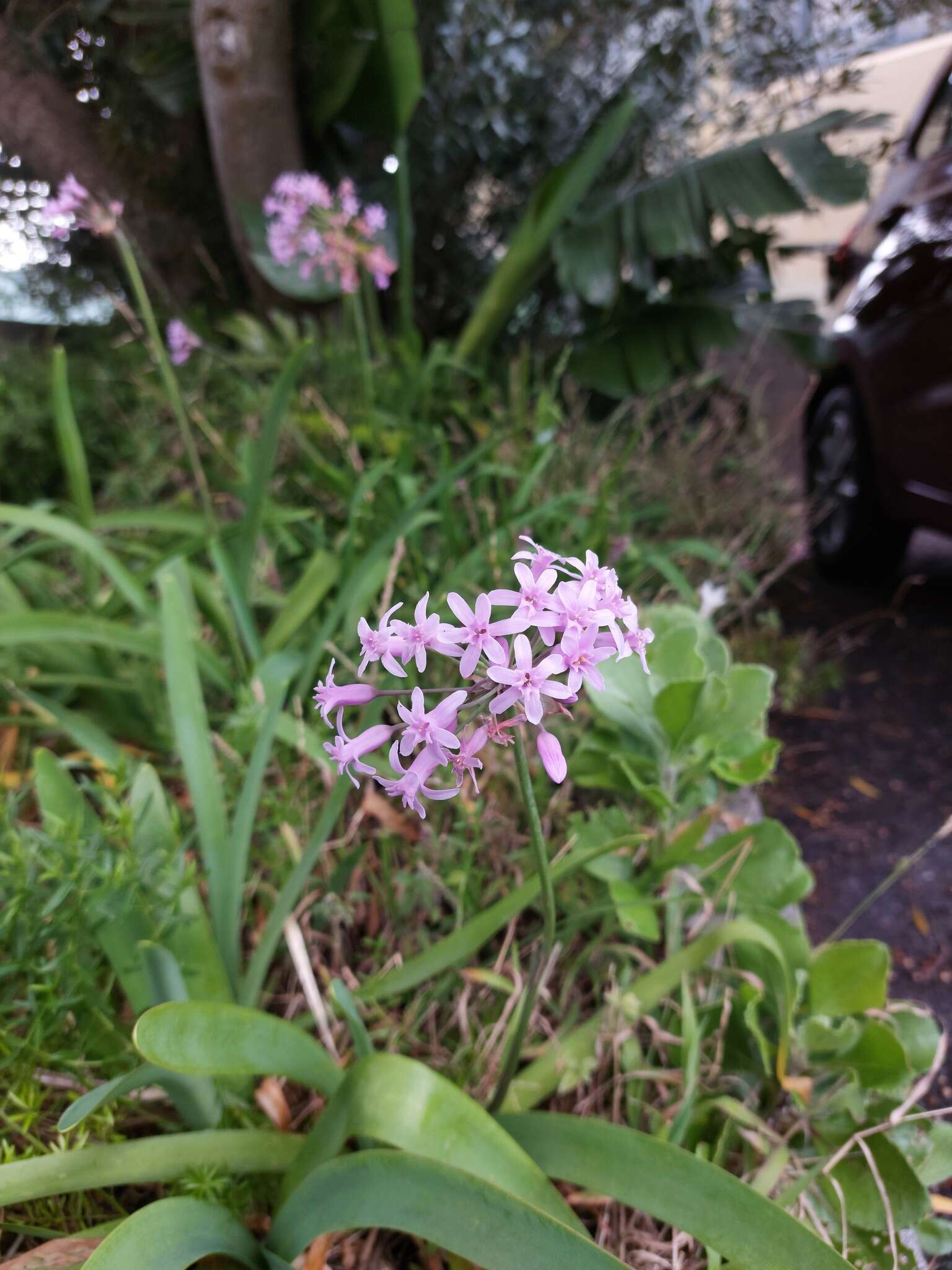 Image of Pink Agapanthus