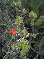 Image of scarlet geranium