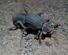 Image of Omorgus (Omorgus) alatus (MacLeay 1888)