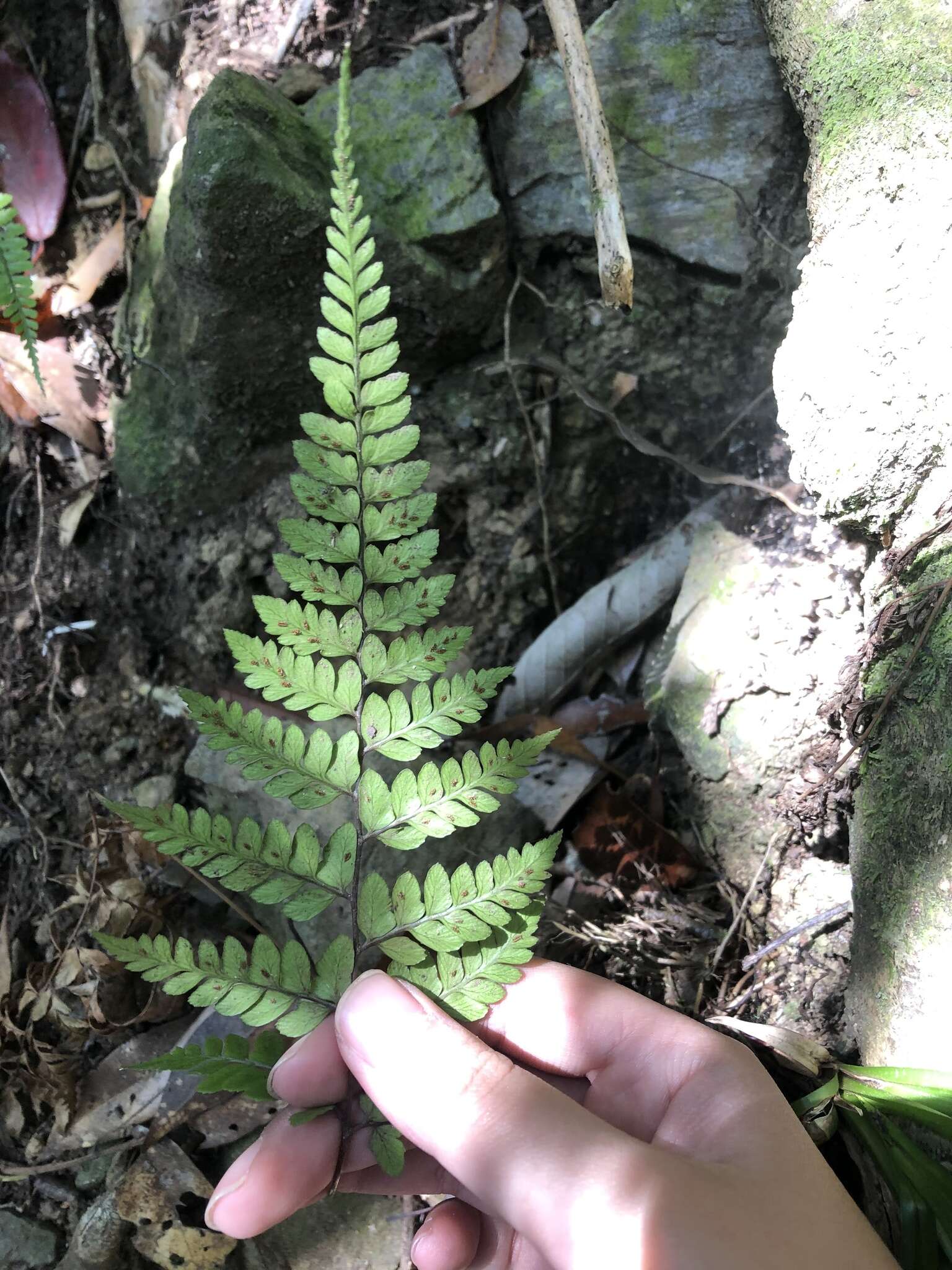 Sivun Athyrium otophorum (Miq.) Koidz. kuva