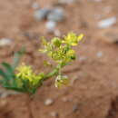 Слика од Arabidella nasturtium (F. Muell.) E. A. Shaw