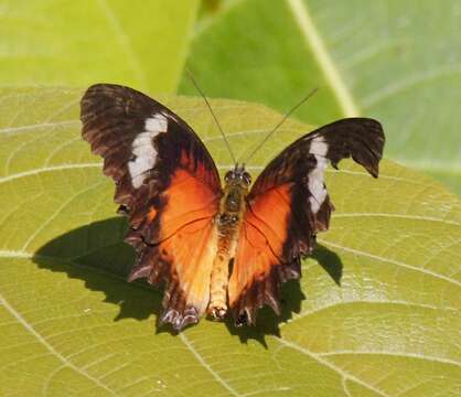 Image of Orange lacewing