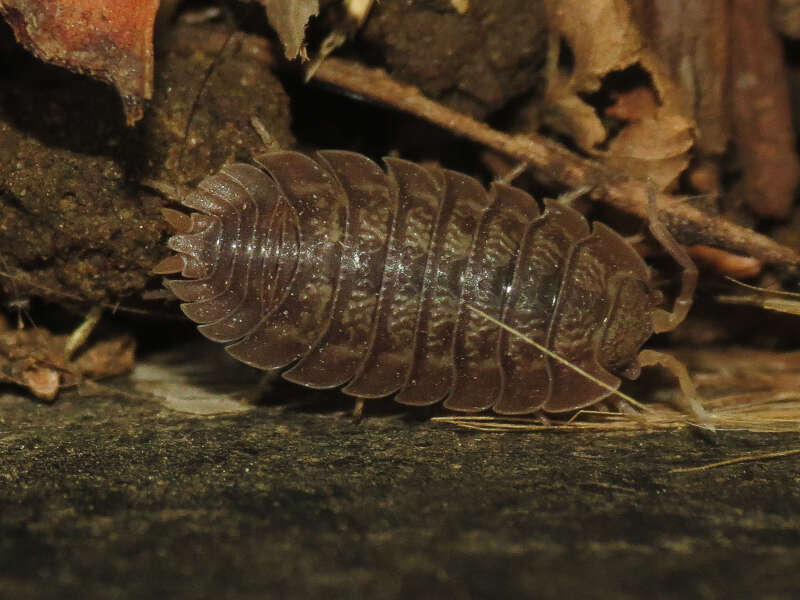 Image of Isopod