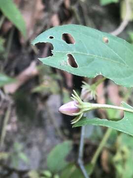 Image of Lycianthes stephanocalyx Bitter