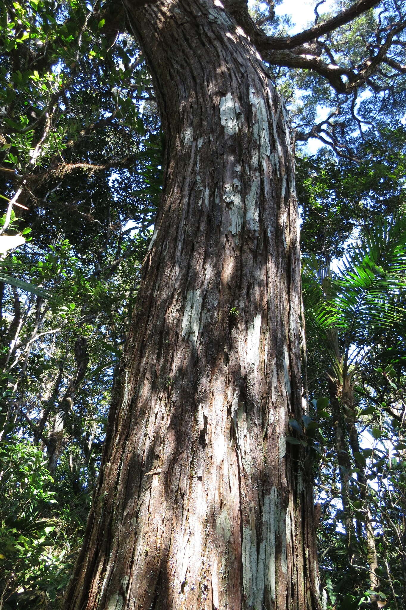 Image of Leptospermum wooroonooran F. M. Bailey