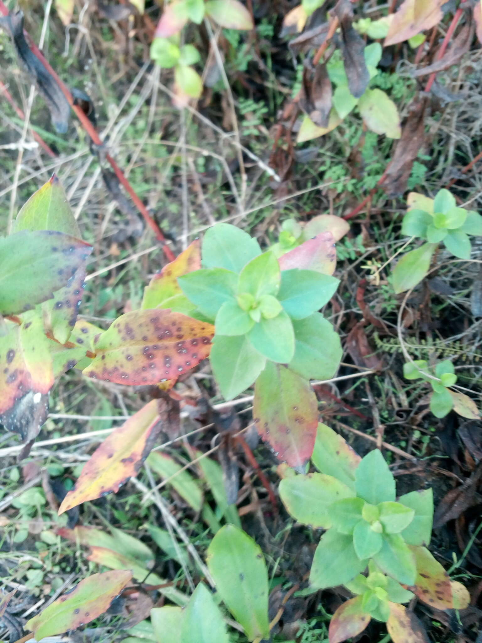 Image of Symphyotrichum versicolor (Willd.) G. L. Nesom