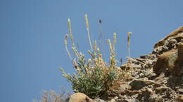 Image of Reseda aucheri Boiss.