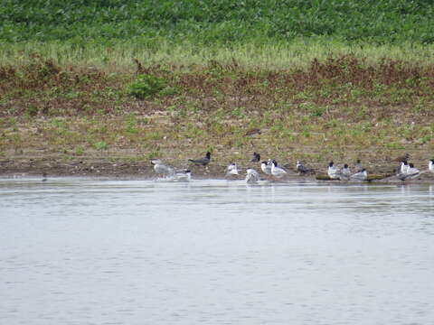 Image of Black Tern